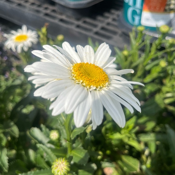 daisybelle314